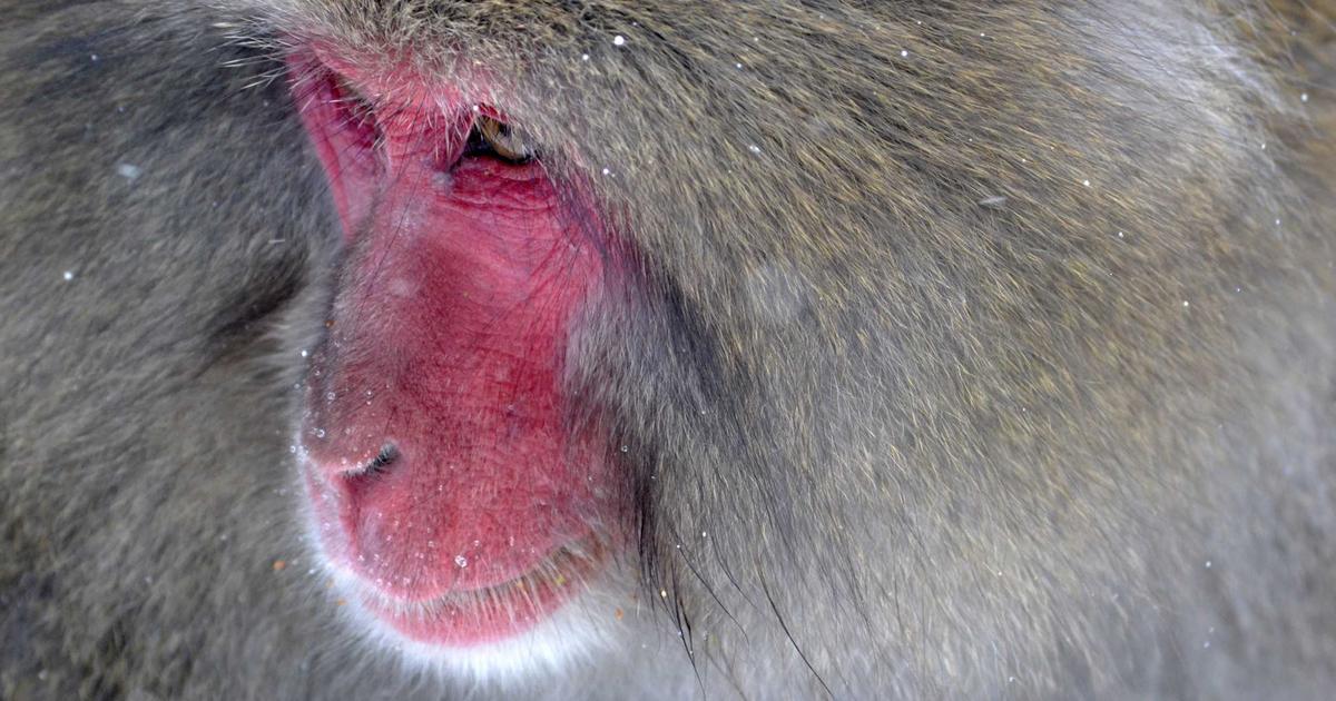 Agent Patterns for Real-World Applications: Orchestrating Multi-Agent Workflows in OpenClaw